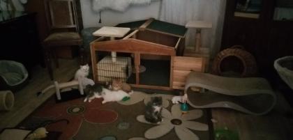 Edelmix Kitten Neva Masquarade Maine Coon