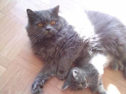 Wunderschöner blauer Perserdeckkater sucht Partnerin