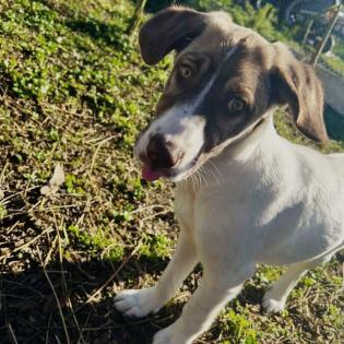 Hazel / Status sucht ein zu Hause