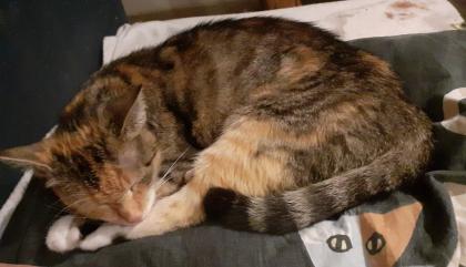 Sweety Glückskatze sucht dringend ein Zuhause aus dem Tierschutz / gechipt geimpft kastriert