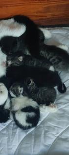 Perser Mix Kitten suchen ein liebevolles Zuhause ab November