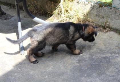 Rüden Welpen Altdeutscher Schäferhund DDR Linien
