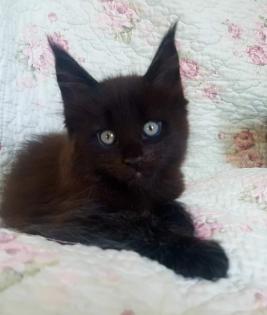 . Tolle Maine Coon kitten mit Stammbaum aus seriöser Zucht .