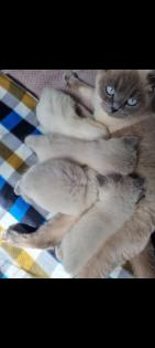 Wunderschöne Babykitten