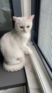 Kitten BKH shadow Silver Blue Point