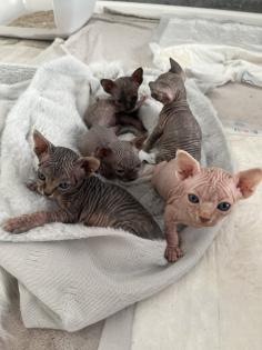 Wunderschöne Canadian Sphynx Kitten