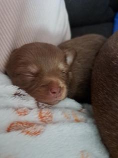 Chihuahua Mädchen abzugeben