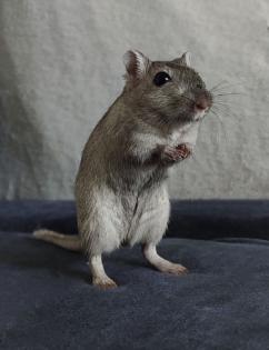 Rennmaus Weibchen 1Jahr alt Kiel