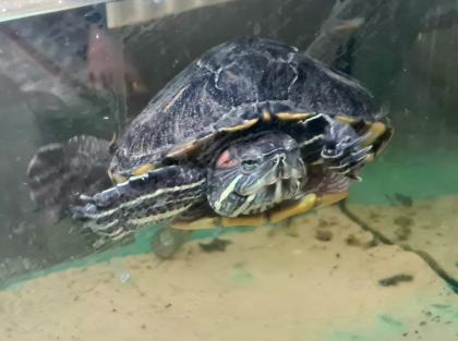 Verschenke Wasserschildkröten