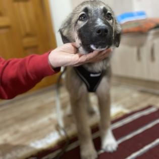 Kleon / Status sucht ein Zuhause