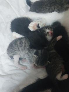 Perser Mix Kitten suchen ein liebevolles Zuhause ab November