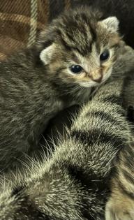 BKH/ EKH Kitten Babykatzen
