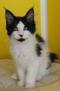Wunderschöne Maine Coon Babys abzugeben