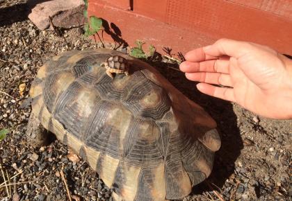 2- und 3-jährige Landschildkrötenbabies Testudo Marginata Breitrandschildkröten aus artgerechter l