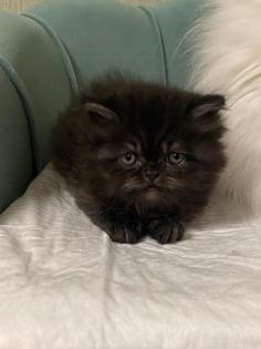 Perserkitten in schwarz kater