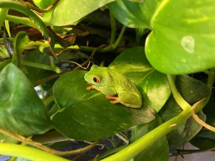 Rotaugenlaubfrösche Agalychnis callidryas