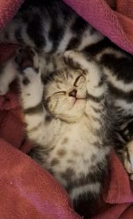 Bkh Kitten whiskas/ tabby