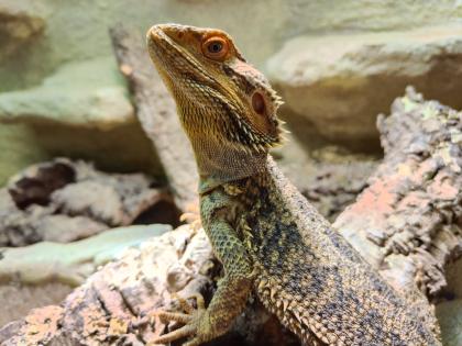 Bartagame m mit großem Terrarium Quarantäneterrarium inkl. Beleuchtung und viel Zubehör