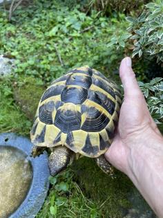 Zwei Eier legende griechische Landschildkröten abzugeben