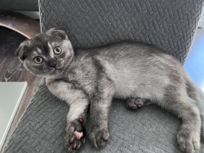 Britisch kurzhaar Kitten Scotisch Fold mix