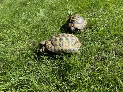 Zwei männliche griechische Landschildkröten abzugeben