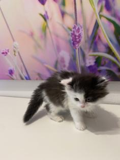 Edelmix Kätzchen Ragdoll Angora