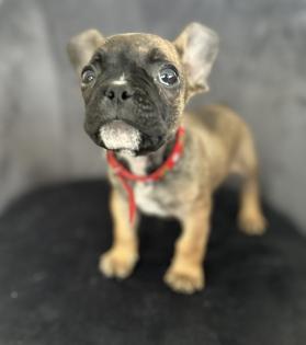 Frei Atmende Französische Bulldogge Welpen