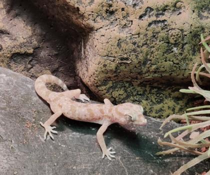 7 Stenodactylus sthenodactylus - Dünnfingergeckos mit Terrarium