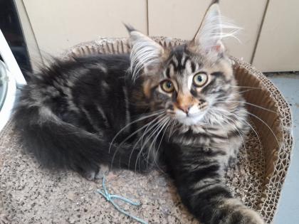 Maine Coon Kitten mit Stammbaum