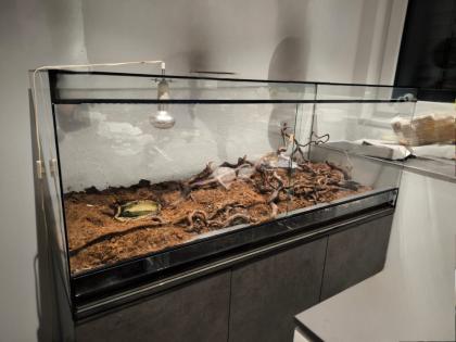 Zwei Königsphytons Königs Phyton Königsphyton pärchen dringend
