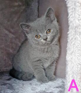 Zuckersüße Kartäuser Kitten