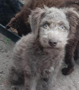 DIE SÜSSE KLEINE JENNY 4 MONATE PUMI SUCHT LIEBE UND AKTIVE MENSCHEN