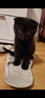 Britisch Kurzhaar Kitten