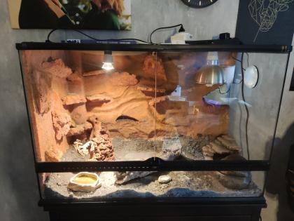 Leopardgecko mit Terrarium und Zubehör