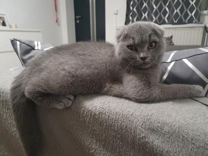 Ich biete zwei süßen Katzen