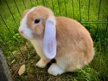 Kaninchen sehr zahmes und hübsches Mädchen