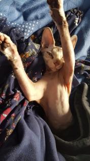 Junge Sphynx Katze sucht liebevolles zuhause