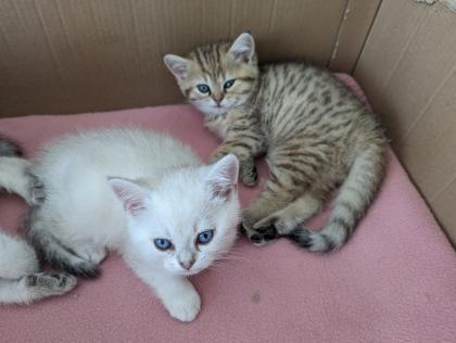 Reinrassige BKH Kitten