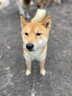 Ichigo - lieb schüchtern - Shiba Inu Mix