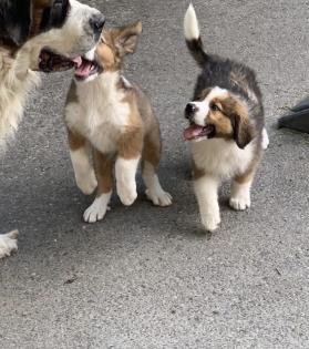 Berner Sennenhund Welpen