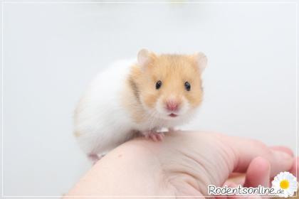 Zauberhafte zahme Goldhamster und Teddyhamster