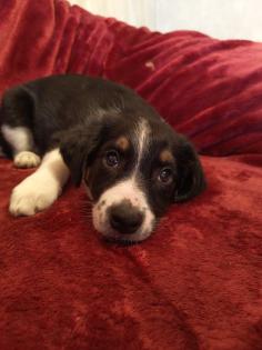 Border Collie Mix welpen