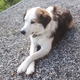 Meika sucht ein Zuhause
