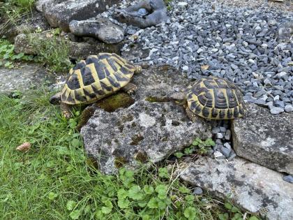 Zwei Eier legende griechische Landschildkröten abzugeben