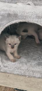 Kitten Süße Thai - Kitten alter Typ