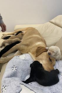 Labrador Welpen reinrassig Babylabradore