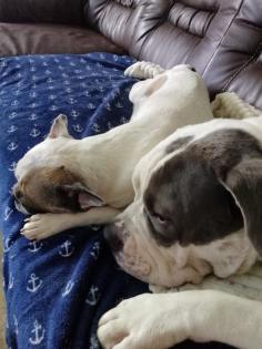 Junghund sucht ein neues Zuhause