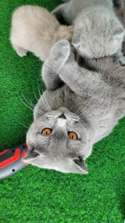Britisch kurzhaar Kitten