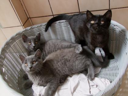 Süße kleine Kätzchen / Kitten / Katzenbabys