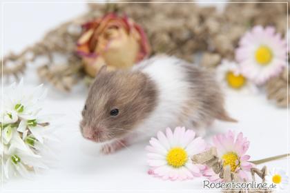 Zauberhafte zahme Goldhamster und Teddyhamster